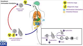 Entamoeba histolytica life cycle [upl. by Luanni]