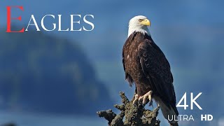 Eagle of the World 4K [upl. by Licha253]