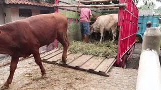 SAPI LUCU ANAK TERNAK SAPI ACEH SAPI BALI TURUN DARI TRUK SAPI PEDET AMBARAWA [upl. by Enirok896]