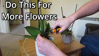 How to get your Phalaenopsis orchids to flower again [upl. by Eecyaj]