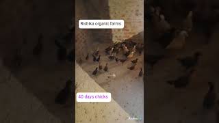 40 days chicks Rishika organic farms 😎 [upl. by Akeylah389]