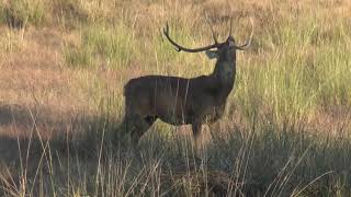 Barasingha in India  Barasingha of Kanha  Rutting Call by Hard Ground Swamp Deer [upl. by Lemhaj692]