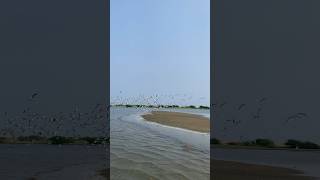 Pulicat lake birds sanctuary at Chennai pulicat chennai wildlife birds birdslover wilderness [upl. by Hairom]