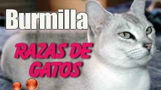 Raza de Gato Burmilla  Caracteristicas y Origen del Gato Burmilla [upl. by Anneuq]