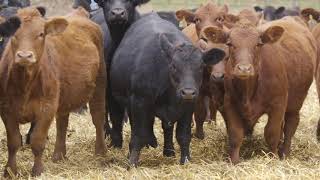 Stand Strong Wilkinson Farms Simmentals North Dakota [upl. by Avilo964]