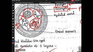 Echinococcus [upl. by Anovad]