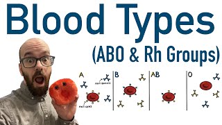 Blood Types ABO and Rh  Antigens and Antibodies [upl. by Amsirp]