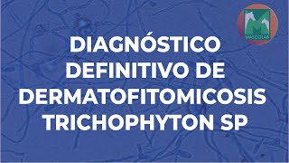 Diagnóstico de Laboratorio de Dermatofitomicosis Trichophyton sp  GUÍA DE DIAGNÓSTICO DE LAB VET [upl. by Jezrdna]