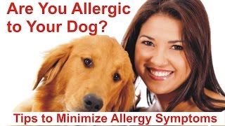 Are You Allergic to Your Dog Tips to Minimize Allergy Symptoms [upl. by Jordanson]