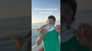 L’orata azzannata dai pesci serra fishing orata pesca pescare fish mediterranean sicilia [upl. by Aihsekal]