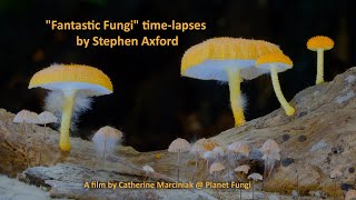 quotFantastic Fungiquot timelapses by Stephen Axford [upl. by Llebiram170]