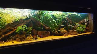 Biotope aquarium west africa [upl. by Esinahs]