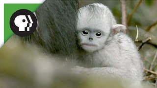 Baby Snubnosed Monkeys [upl. by Ecraep]