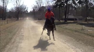 Lightning Fast Standardbred from Country Lyfe Stables 33 mph [upl. by Eihcir524]