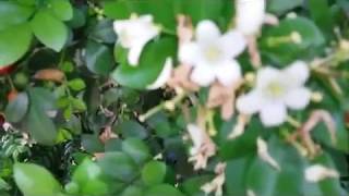 Huge Mother Plant  Murraya exotica  Murraya paniculata  Orange Jasmine scented flowers [upl. by Lore]