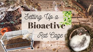 Tutorial How to make a Bioactive Rat Cage [upl. by Tessy]