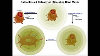 Functions of Osteoblasts amp Osteocytes  Organization of the Osteon [upl. by Joel424]