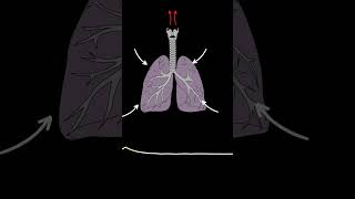 AUSCULTACIÓN PULMONAR Estridor ruidos pulmonares normales y anormales medicina shorts [upl. by Ranit]