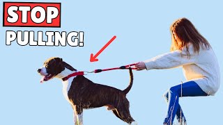 How to Train Your Dog to Walk on a Leash The COMPLETE Beginners Guide [upl. by Haslam]