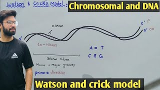 Watson and crick model of DNA  Class 12 Biology [upl. by Rogergcam]