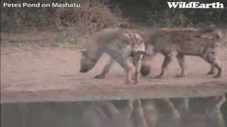 Unusual Hyena Behavior at Petes Pond June 29 2013 [upl. by Gifferd]