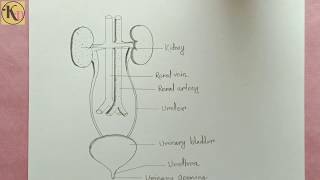 How to draw Human Excretory system easily  step by step [upl. by Aubrie965]