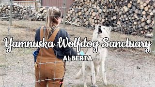 Yamnuska Wolfdog Sanctuary  Alberta Canada  Travel [upl. by Aneema47]