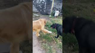 My dogs fighting over a stick went wrong ￼ [upl. by Nnairol52]