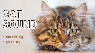 Realistic CAT SOUND  How to Attract a cat  How cats sound [upl. by Niarbo]