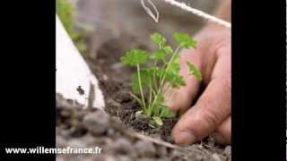 Les plants de potager  Willemse France [upl. by Neved]