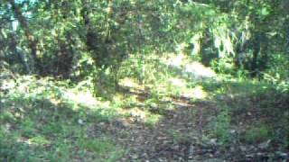 Puma and Bobcat Near Corralitos California [upl. by Trembly]