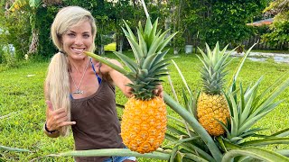 How To Grow GIANT Pineapples at Home Fast amp Easy in Containers [upl. by Illah]