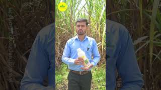 Sugarcane Special NPK Consortia  Bio Fertilizer for Sugarcane  ऊस स्पेशल [upl. by Leunamne]