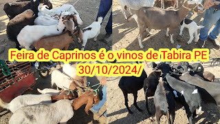 Feira de Caprinos é o vinos de Tabira PE 30102024 [upl. by Amre]