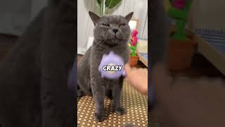 Hold up Fur issues This is the answer 🤓 catbrush groomingbrush catbrushing yourcat cat [upl. by Draned]