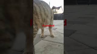 Worked catsounds cat cute [upl. by Guenevere]