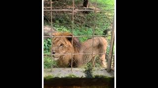 Lion kills Handler At Zoological Garden Of Olusegun Obasanjo Presidential Library In Ogun State [upl. by Arelus980]