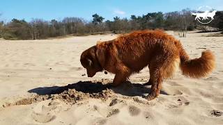 Tollers in dogs paradise  Nova Scotia Duck Tolling Retrievers [upl. by Adyeren]