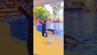 Dolphin Show Acrobatic Tricks and Fun dolphins dolphinlove dolphins swimming dolphinlove [upl. by Hound]