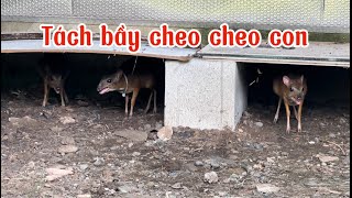 TÁCH BẦY CHEO CHEO CON  CHEO CHEO NAM DƯƠNG TRAGULUS KANCHIL [upl. by Gudrin]