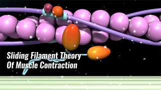 Sliding Filament Theory Of Muscle Contraction Explained [upl. by Aire]