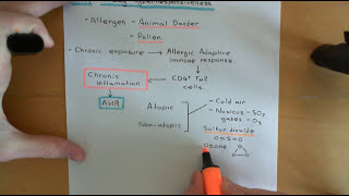 Asthma and Antiasthmatic Drugs Part 1 [upl. by Kaz]