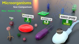 How Microorganisms looks under the microscope  Virus Size  Bacteria size  Antibodies size [upl. by Eirret]