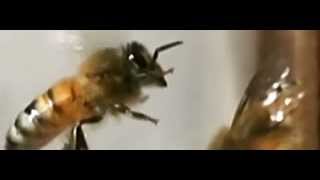 Slow motion of honeybee foot waggling in flight [upl. by Siednarb]