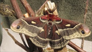 Mothra Rising The Life Cycle of the Columbia Silk Moth [upl. by Greenwald577]