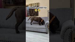 Chocolate Labrador Funny Video 😂😂😂😂😂😂😂😂 [upl. by Irolam]