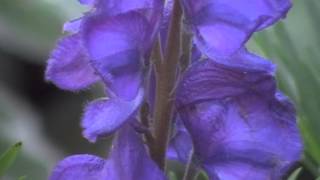 Aconitum napellus monkshood a poisonous beauty [upl. by Clarkin]