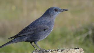 ROQUERO SOLITARIO Blue rock thrush Monticola solitarius 4K [upl. by Lonni]