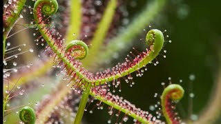 How Carnivorous Plants Trap and Digest Insects [upl. by Beatrisa539]