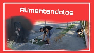 Alimentando a perros de la calle 2 [upl. by Erina244]